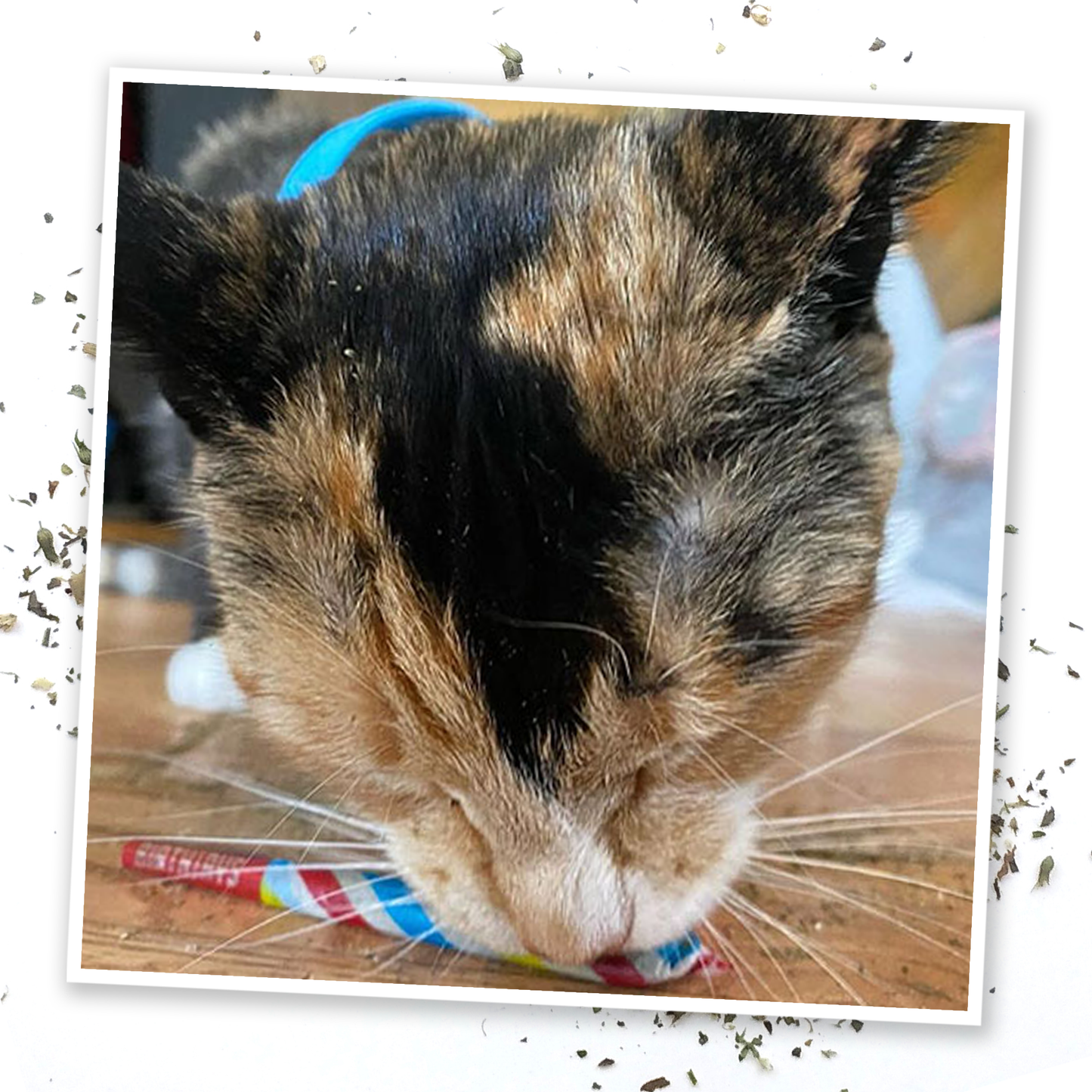 Meowijuana® Birthjays™ - Party Sized Catnip Joints - Illawarra Cat Rescue Support Shop
