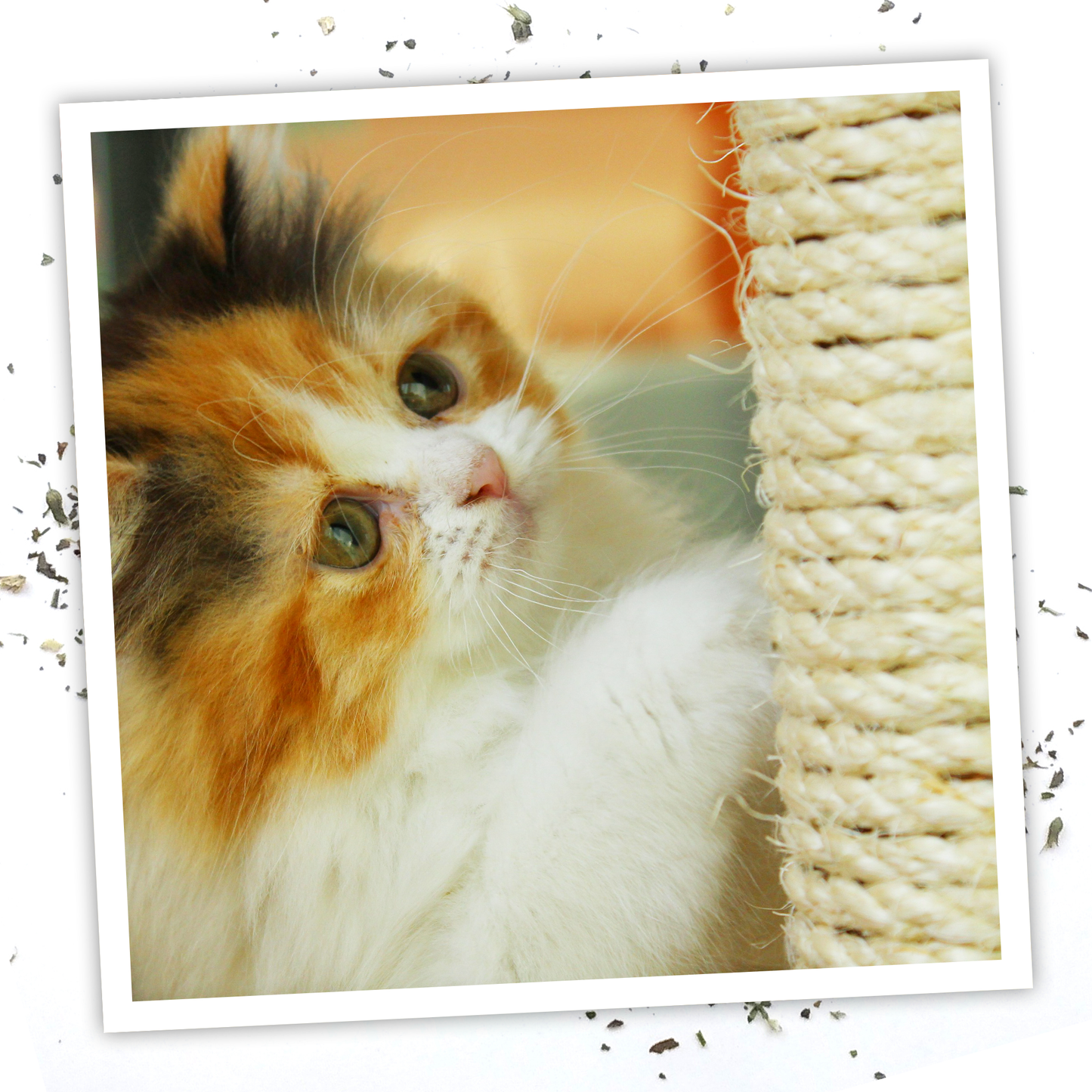 Meowijuana® 3 Ounce Catnip Spray - Illawarra Cat Rescue Support Shop