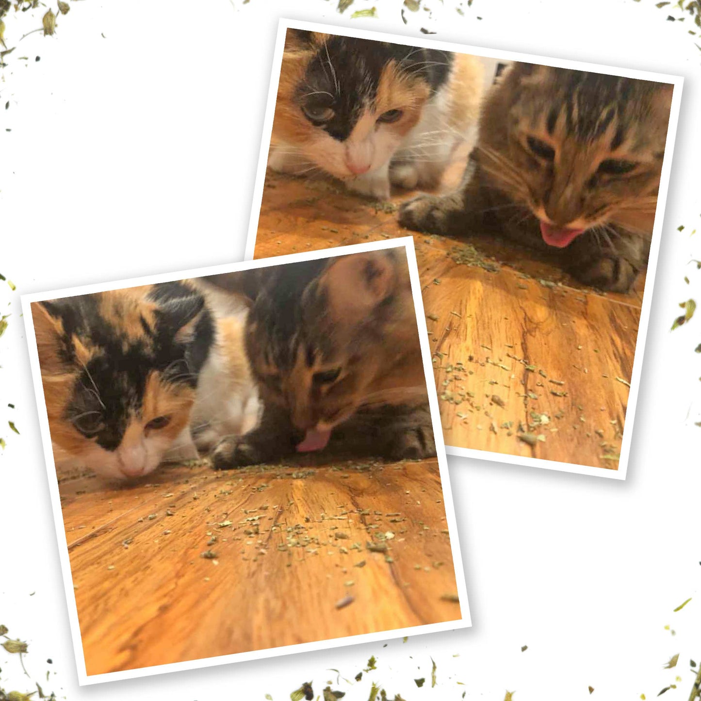 Meowijuana® Kalico Kush - Valerian Root and Catnip Blend - Illawarra Cat Rescue Support Shop