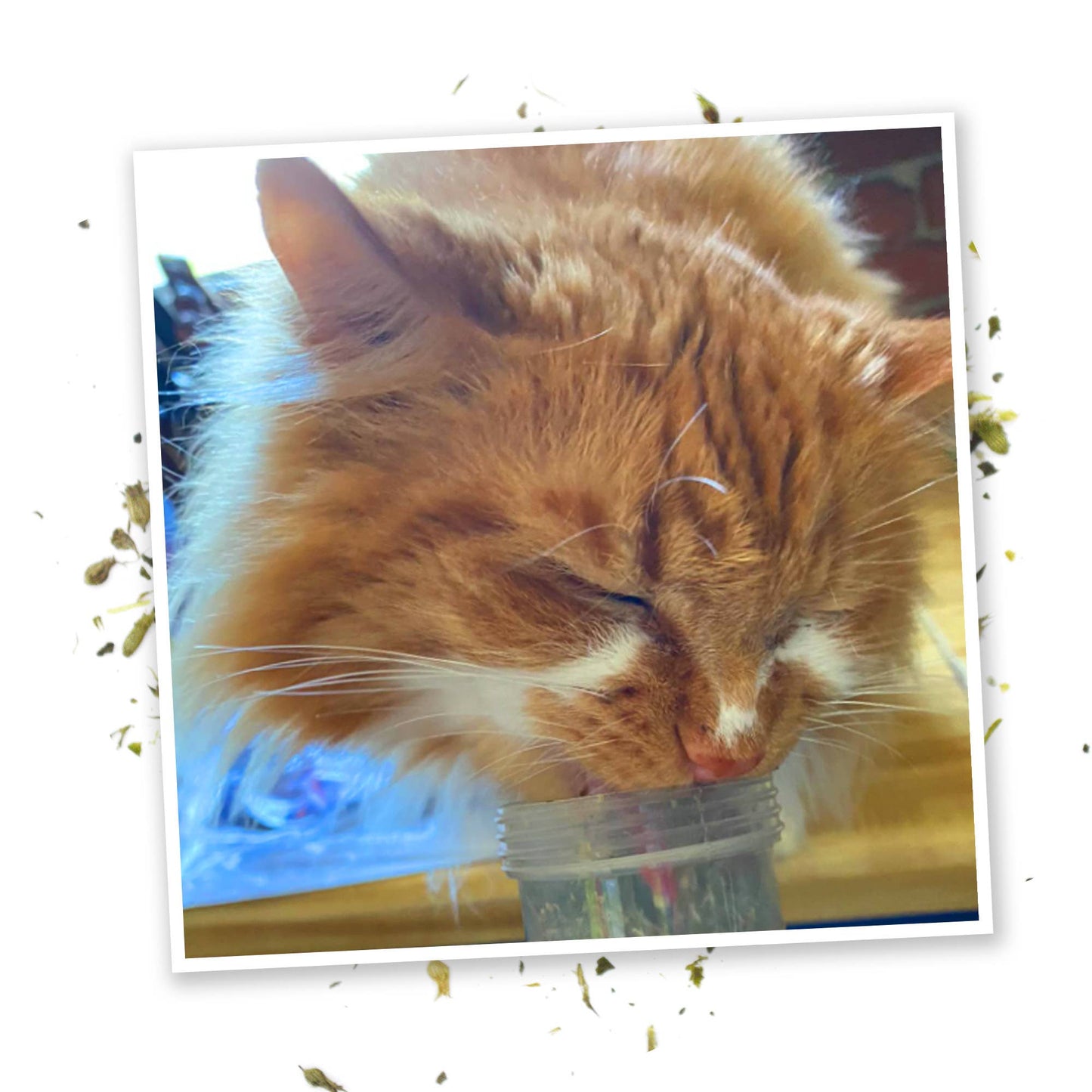 Meowijuana® Kalico Kush - Valerian Root and Catnip Blend - Illawarra Cat Rescue Support Shop