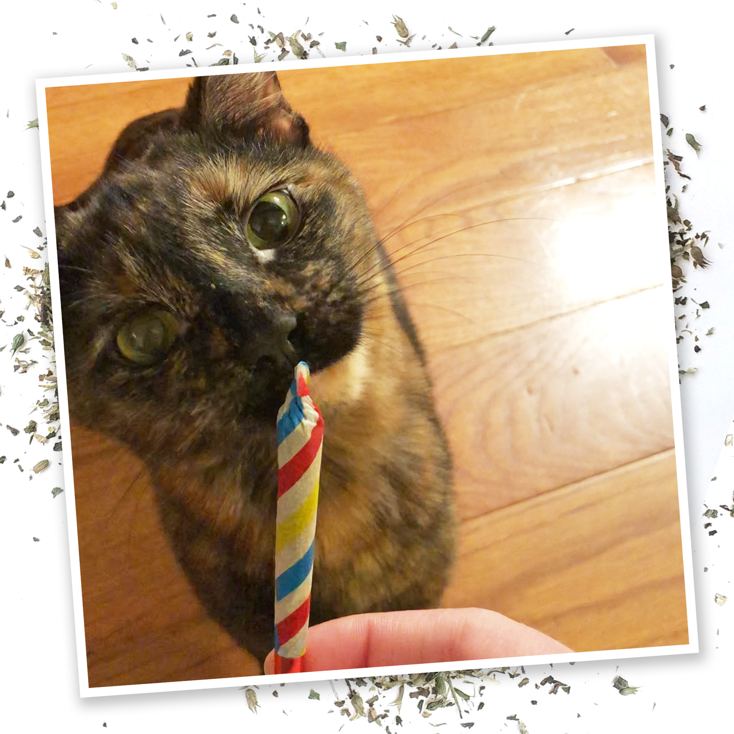 Meowijuana® Birthjays™ - Party Sized Catnip Joints - Illawarra Cat Rescue Support Shop