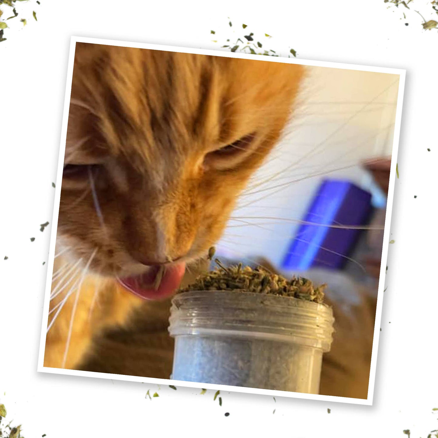 Meowijuana® Kalico Kush - Valerian Root and Catnip Blend - Illawarra Cat Rescue Support Shop
