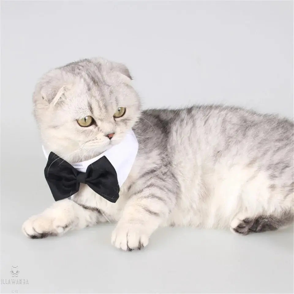 Cat Tuxedo Collar with Bow Tie Illawarra Cat Rescue Support