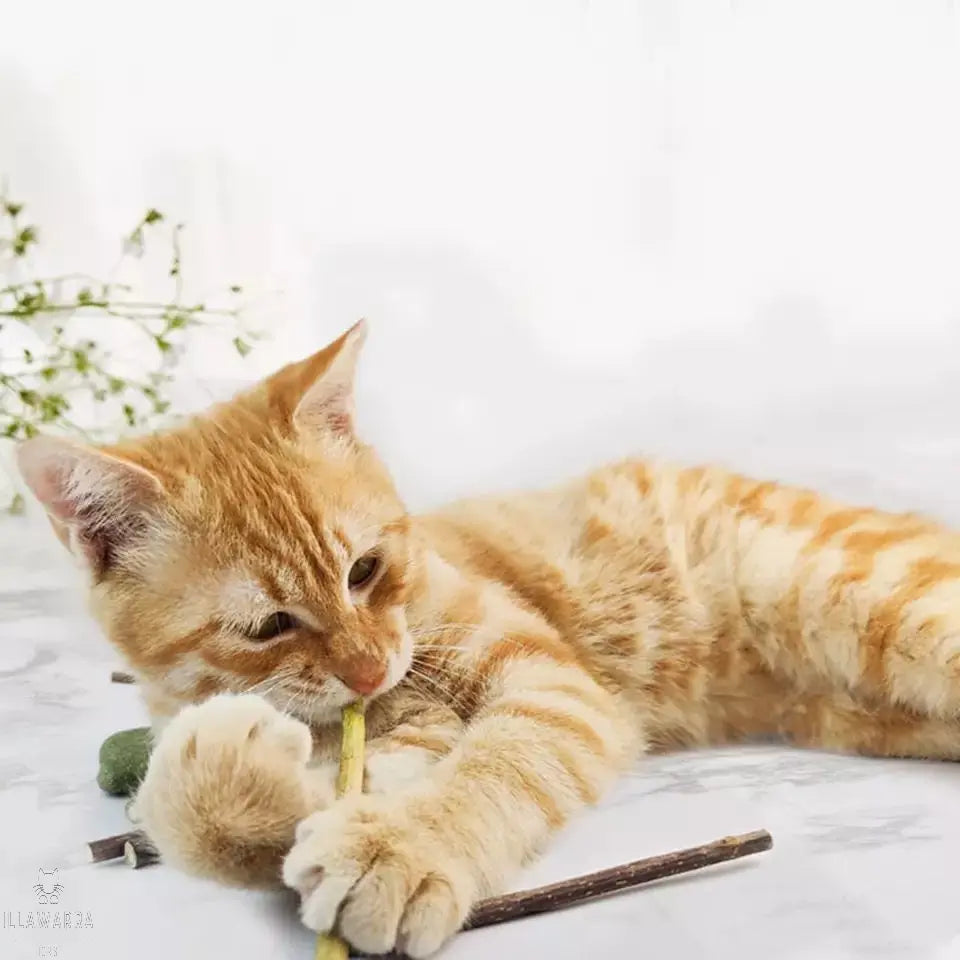 Catnip Sticks for Cats Illawarra Cat Rescue Support