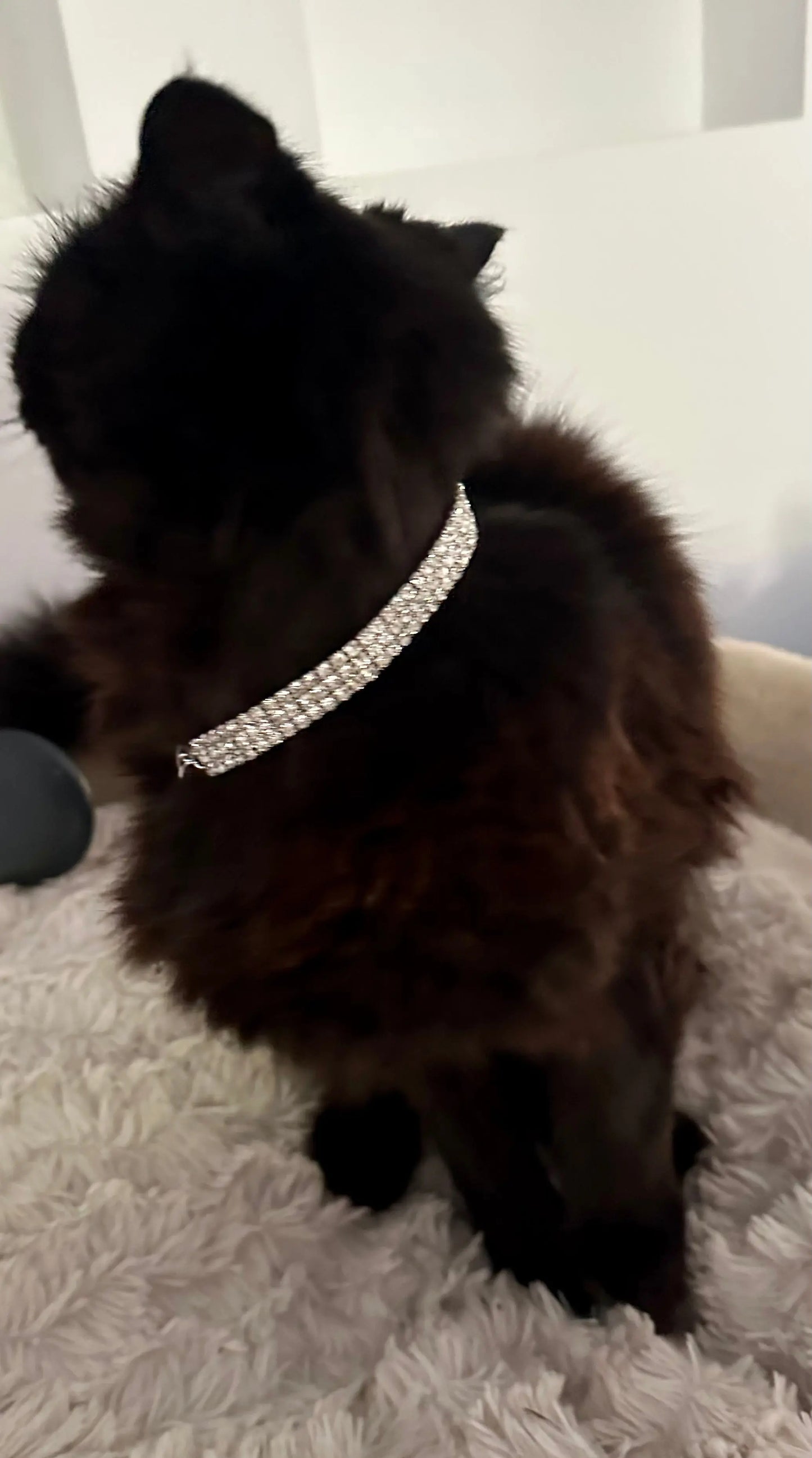 Collar for Cats - Bling Illawarra Cat Rescue Support