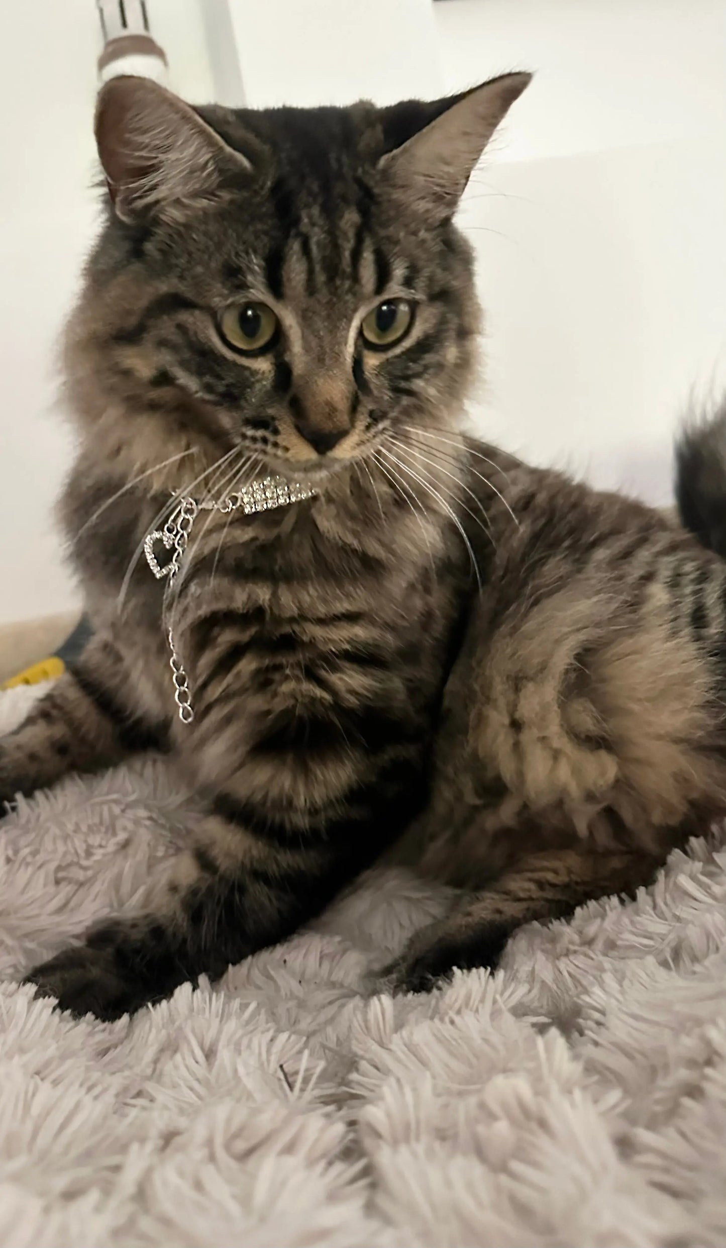 Collar for Cats - Bling Illawarra Cat Rescue Support