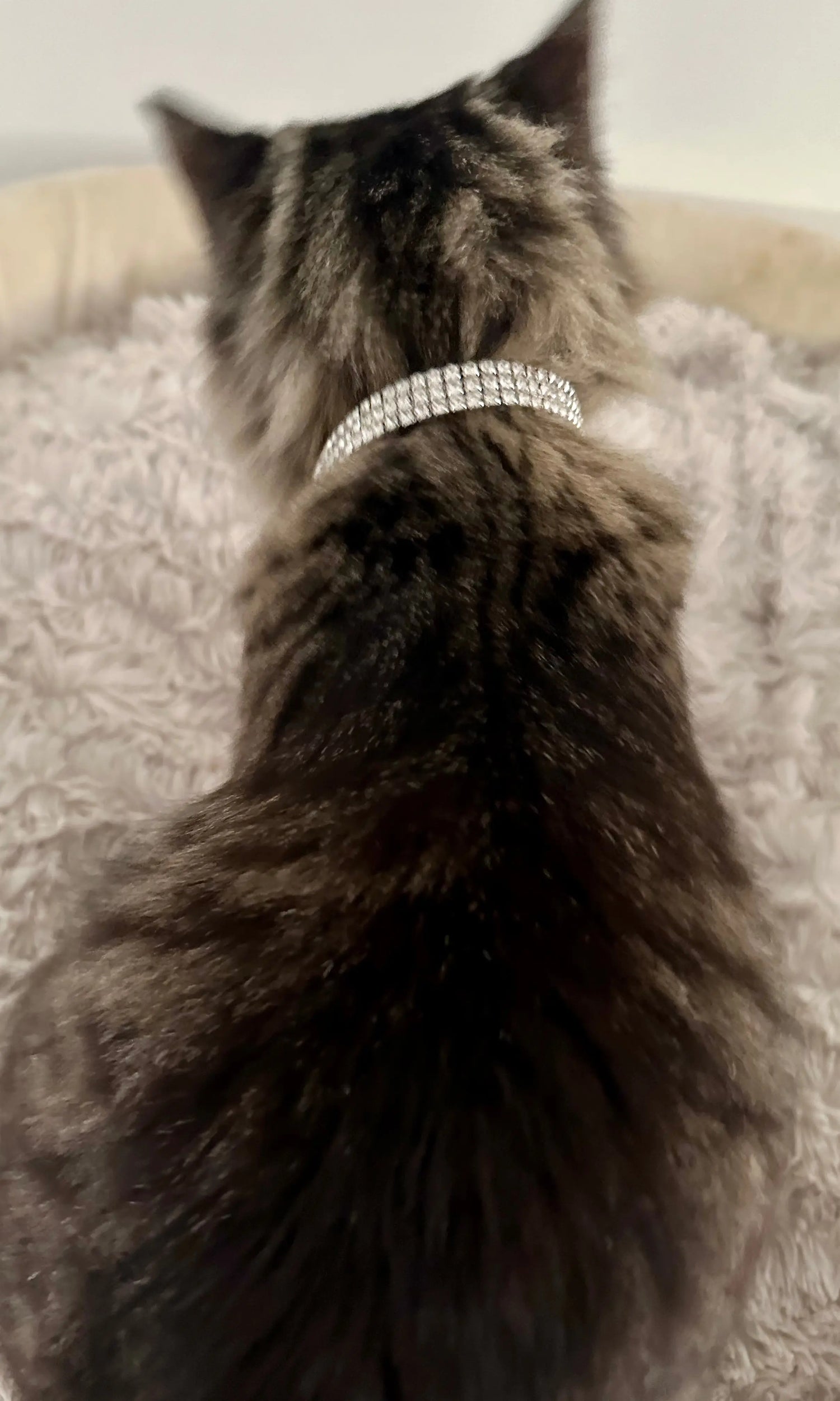 Collar for Cats - Bling Illawarra Cat Rescue Support