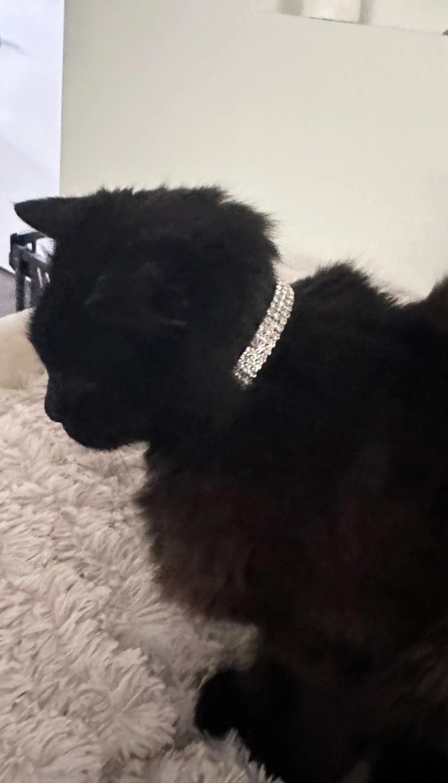 Collar for Cats - Bling Illawarra Cat Rescue Support