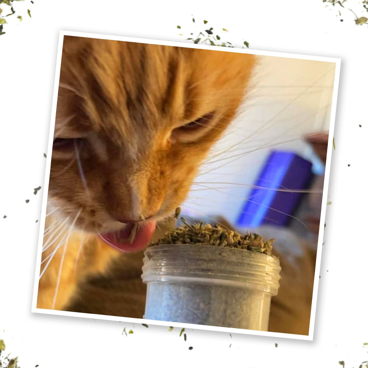 Meowijuana® Kalico Kush - Valerian Root and Catnip Blend